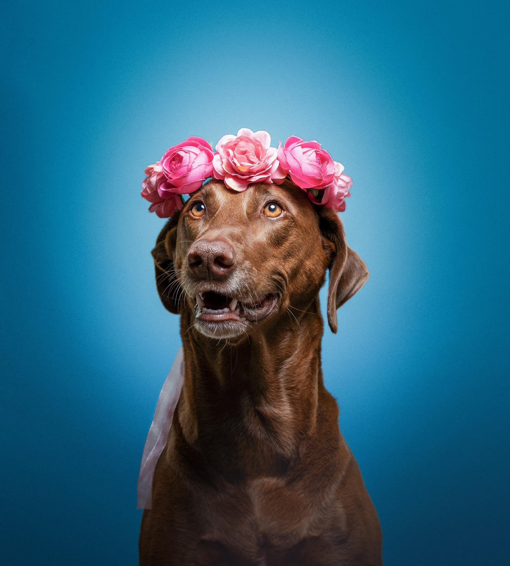 Lovely Sitter – Ein Hund mit liebevollem Blick