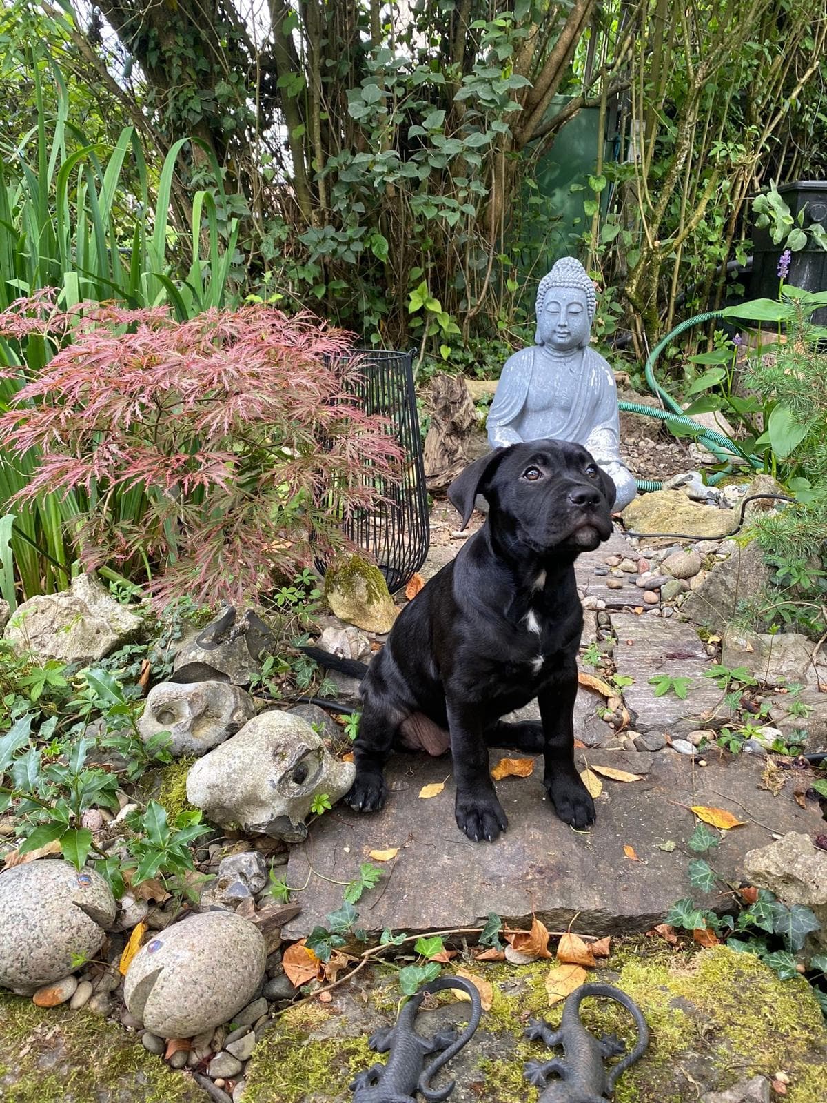 Lovely Sitter Impression 2