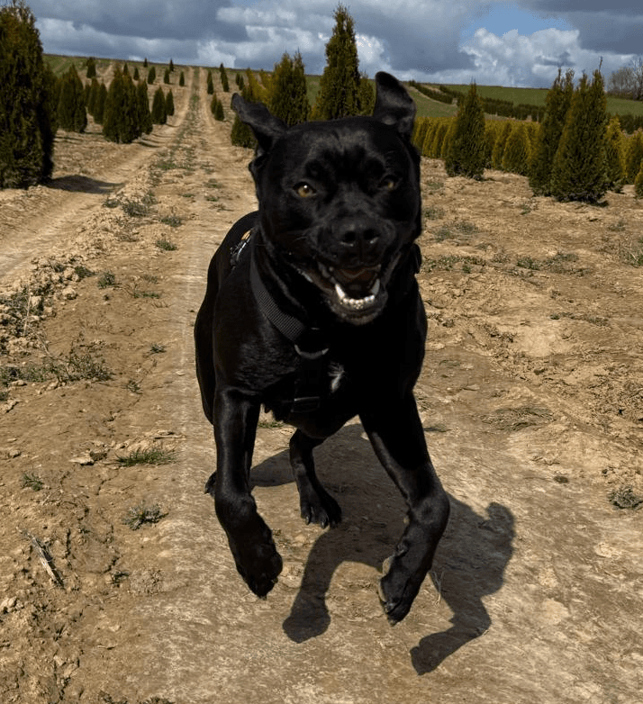 Nala